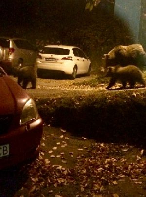 Medvede pri krčme
