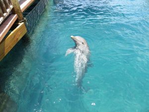 Hravé delfíny, foto: G. Murín